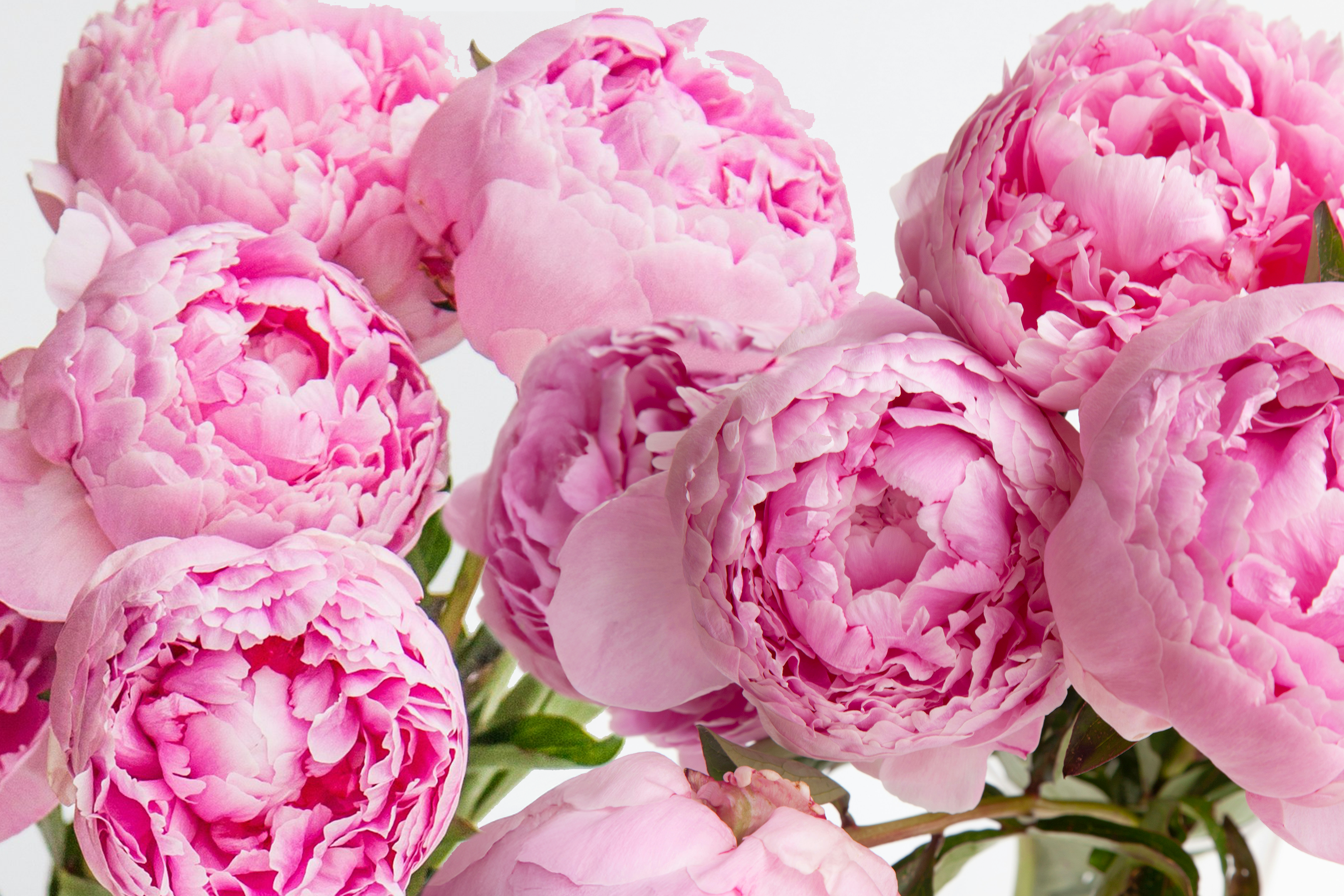 Fotorealistische pinke Pfingstrosenblüten vor weißem Hintergrund